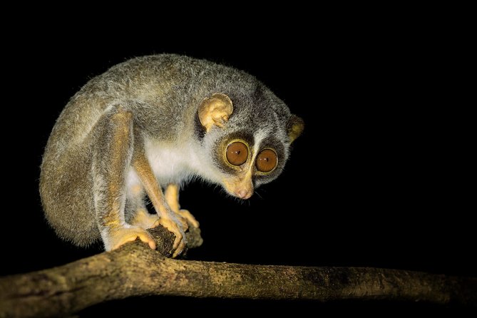 Night Hike to see Elusive & Rare Loris in Sigiriya - Walking Into Pidurangala After Dark
