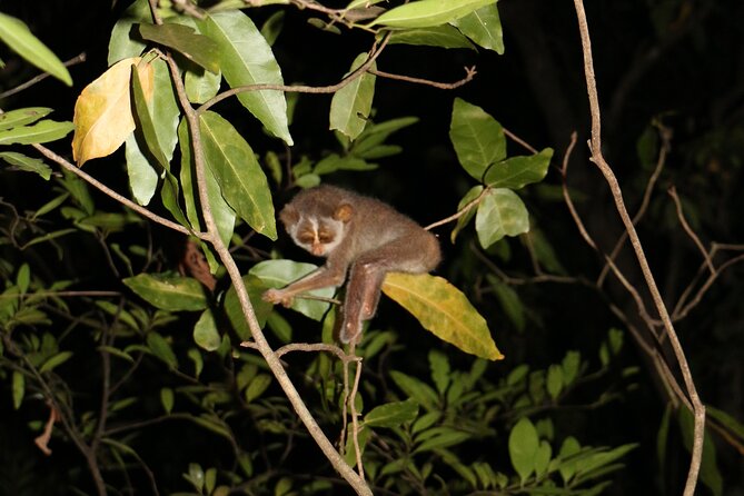 Night Hike to see Elusive & Rare Loris in Sigiriya - Searching for Loris in the Trees