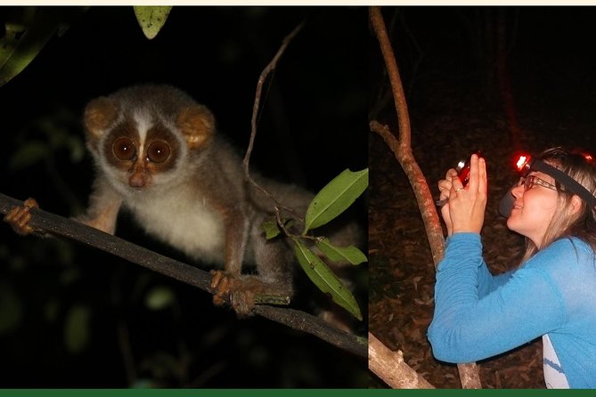 Night Hike to see Elusive & Rare Loris in Sigiriya - More Than Lorises: The Nighttime Supporting Cast