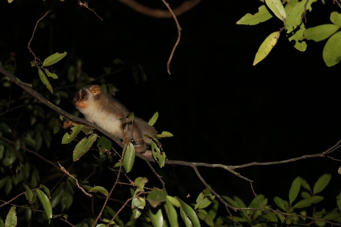 Night Hike to see Elusive & Rare Loris in Sigiriya - Timing, Comfort, and Practical Details