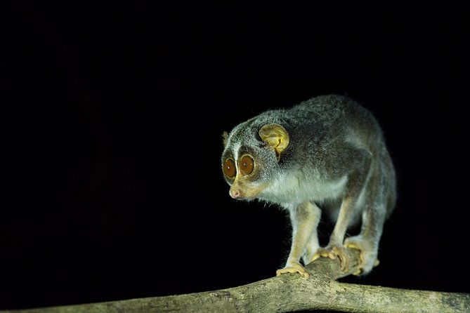 Night Hike to see Elusive & Rare Loris in Sigiriya - Who Will Enjoy This Night Hike Most?