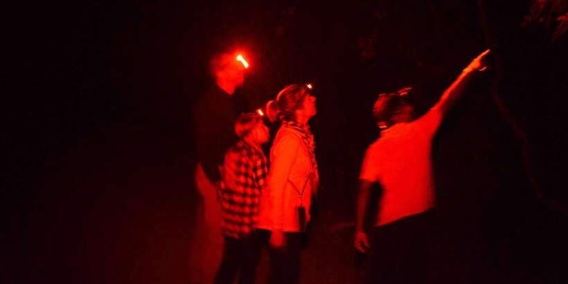 Night Hike to see Elusive & Rare Loris in Sigiriya - Should You Book the Pidurangala Loris Walk?