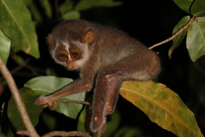 Night Hike to see Elusive & Rare Loris in Sigiriya - Meeting at Rocko’s Vegetarian Cafe