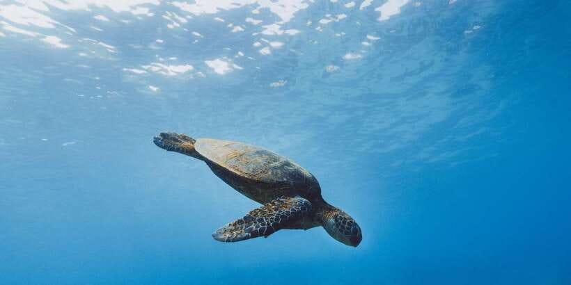 Night Snorkeling in Mirissa - The first moments in dark water