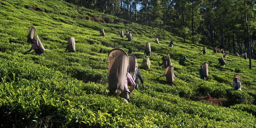 Nuwara Eliya: All-Inclusive Private Sightseeing Day Tour - Key points to know before booking
