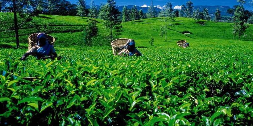 Nuwara Eliya: All-Inclusive Private Sightseeing Day Tour - Why this Nuwara Eliya day tour works