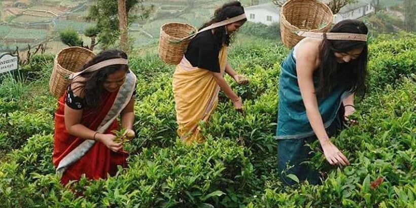 Nuwara Eliya Day Tour from Kandy (Private Tour) - Tea plantations: seeing the work behind the scenery