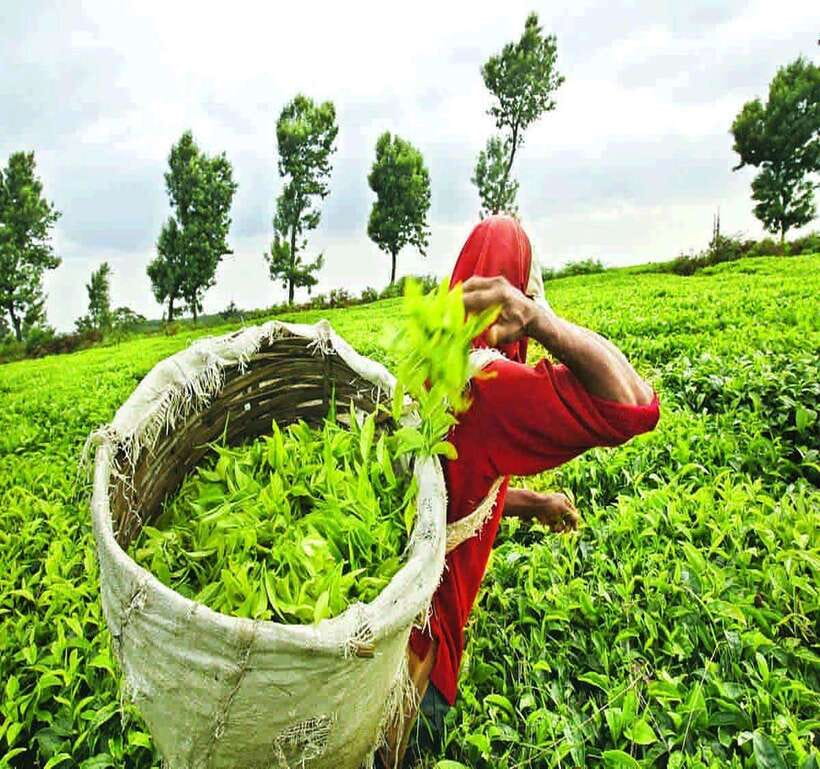 Nuwara Eliya: Tea Factory and Pickle Waterfalls Tuk Tuk Tour - Five good reasons to consider this tuk-tuk tour
