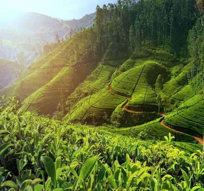 Tea Factory and Pickle Waterfalls Tuk Tuk Tour