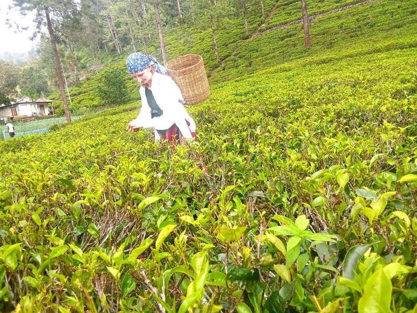 Nuwara Eliya: Tea Factory and Pickle Waterfalls Tuk Tuk Tour - What is included, and where extra costs appear