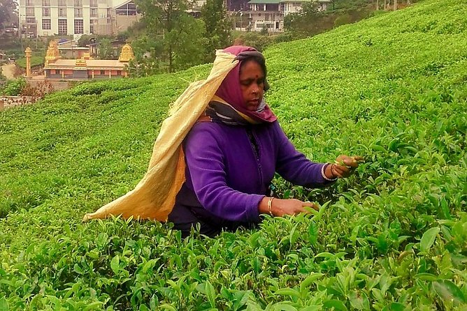 Nuwara Eliya Tea factory and waterfall tour - Blue Field Tea Factory and the final garden visit