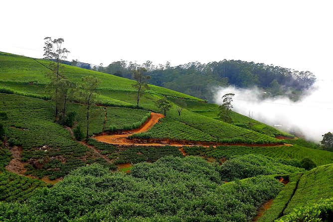 Nuwara Eliya Tea factory and waterfall tour - What the guide adds to the day