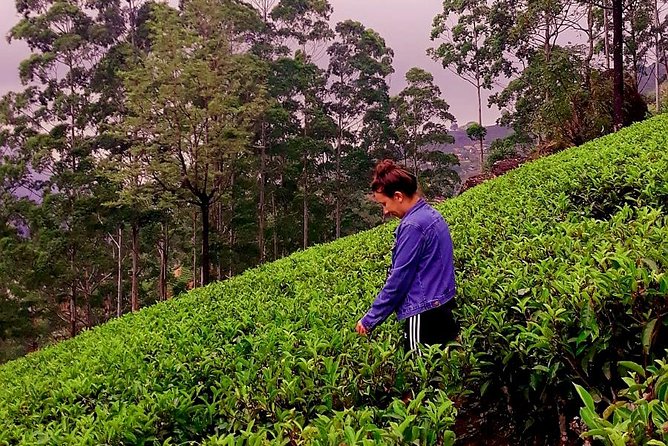 Nuwara Eliya Tea factory and waterfall tour - The timing, transport, and private format