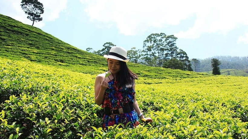 Nuwara Eliya to Kandy: Transfer with Waterfall & Tea Tour - Damro Tea Factory explains the Ceylon tea trade