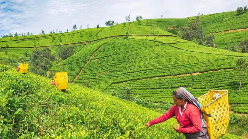 Nuwara Eliya to Kandy: Transfer with Waterfall & Tea Tour - What the four-hour schedule really means