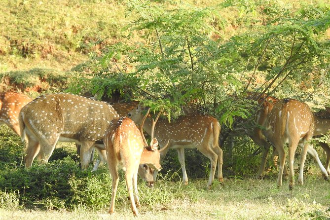 One Day Udawalawe Safari from Galle/Mirissa/Unawatuna/Hikkaduwa - What the $184.94 price really covers