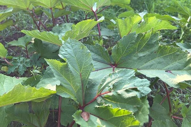 Organic cooking class sigiriya (kumara & family) - Location, timing, and booking advice