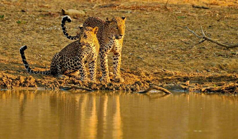 Overnight Treehouse Safari at Yala National Park - Why this Yala overnight trip is different