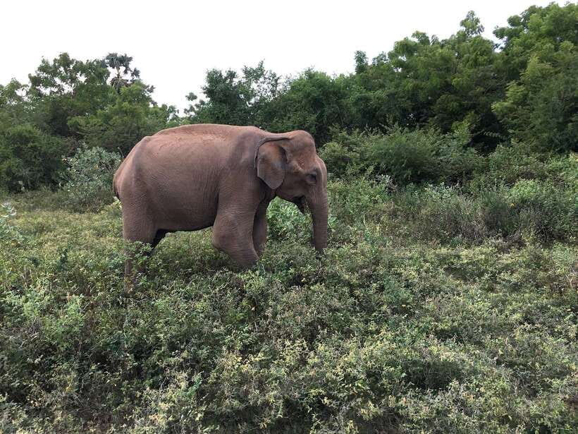 Overnight Treehouse Safari at Yala National Park - Booking details and practical tips