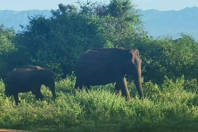 Paradise Udawalawe Safari Tours - Three hours among Udawalawe’s wildlife
