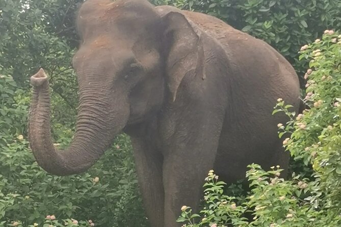 Paradise Udawalawe Safari Tours - What the $27.50 price really buys