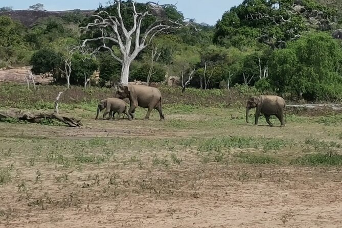Paradise Yala Safari Tours - Five hours inside Yala National Park