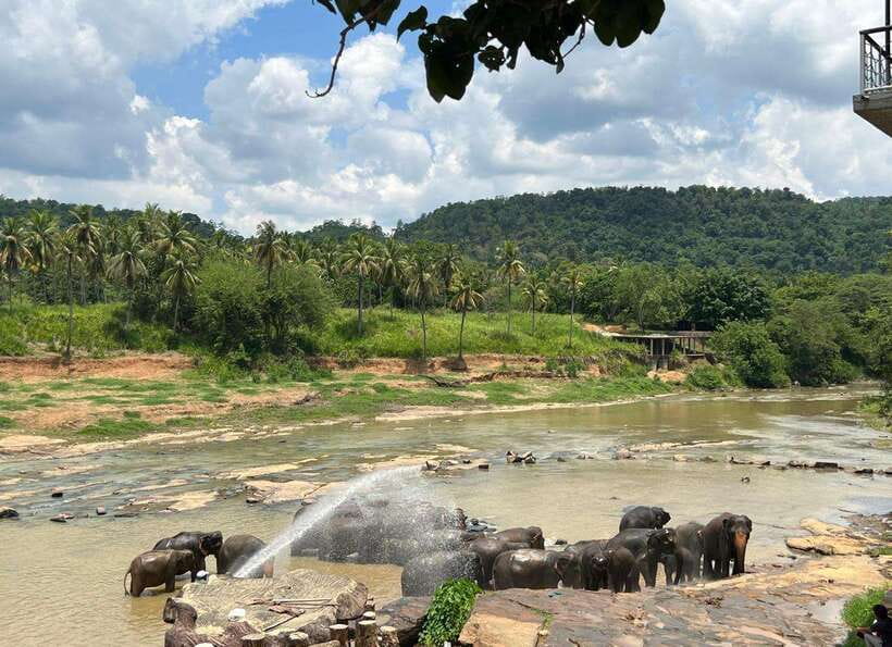 Pinnawala Day Tour from Kandy (Private tour ) - The best parts of the day at a glance