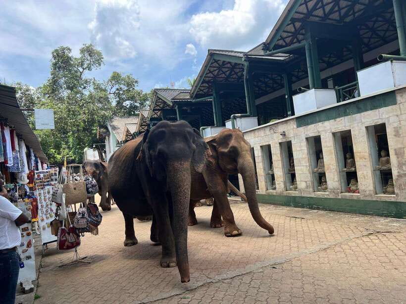 Pinnawala Day Tour from Kandy (Private tour ) - What this Kandy private tour really is