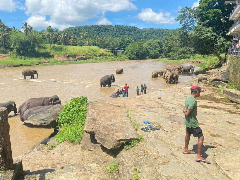Pinnawala,Kandy Day Tour from Colombo/Negombo - The long road home to Colombo or Negombo