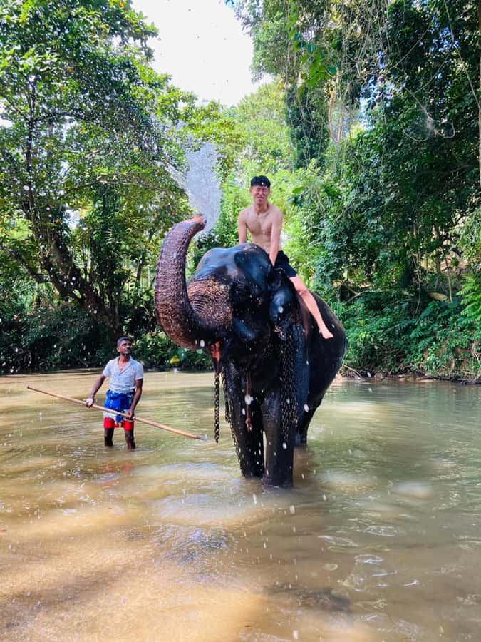 Pinnawala & Kandy Day Tour from Colombo or Negombo - Key Points Before You Book