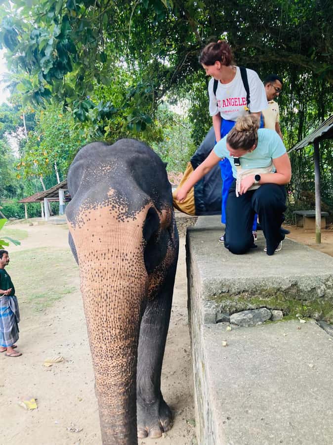 Pinnawala & Kandy Day Tour from Colombo or Negombo - Lunch Above Kandy, With Costs Kept Separate