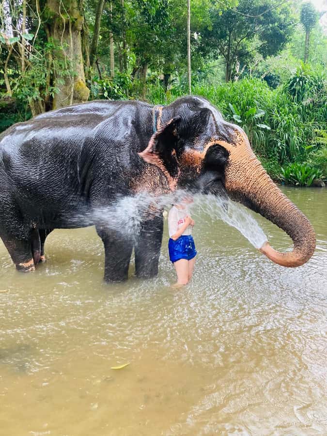 Pinnawala & Kandy Day Tour from Colombo or Negombo - What the $62 Price Really Covers