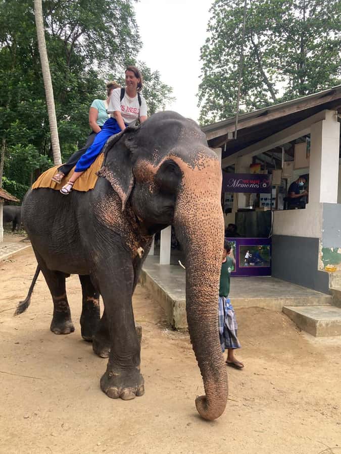 Pinnawala & Kandy Day Tour from Colombo or Negombo - Getting Close to Elephants at Pinnawala