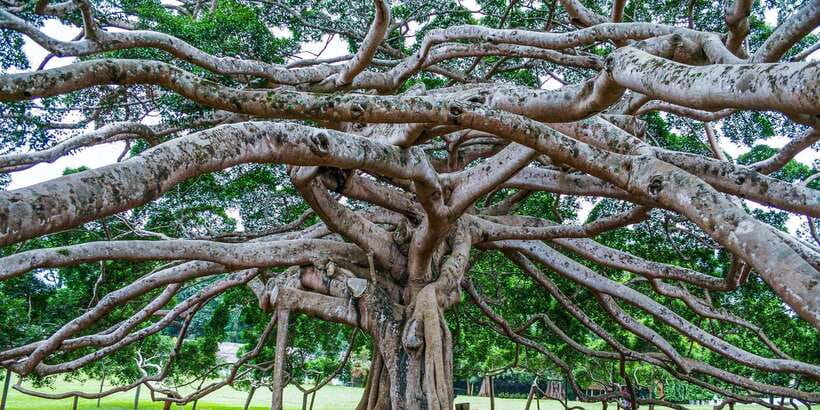 Pinnawala & Kandy Day Tour from Negombo - Is $60 a good value?