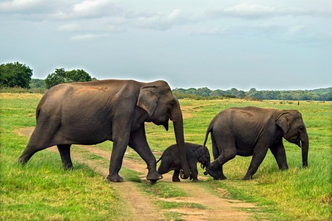 Polonnaruwa Ancient Kingdom and Wild Elephant Safari from Habarana - Why this Habarana day trip works