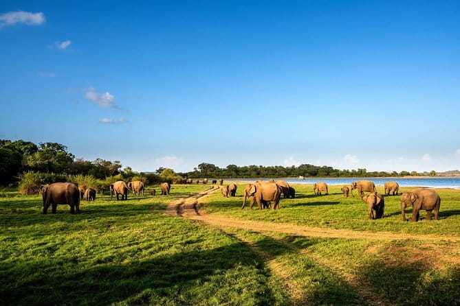 Polonnaruwa Ancient Kingdom and Wild Elephant Safari from Habarana - The statue of King Parakramabahu