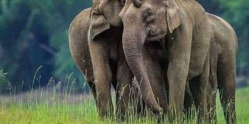 Polonnaruwa Day Tour With Minneriya NP Elephant Safari - Who should book this day tour?