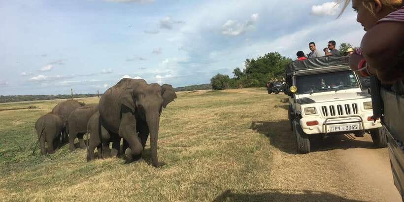 Polonnaruwa Sight Seeing Tour and Minneriya Elephant Safari - Polonnaruwa: a huge archaeological site best seen by vehicle