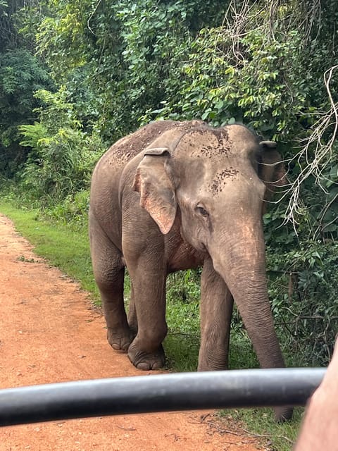 Polonnaruwa Sight Seeing Tour and Minneriya Elephant Safari - Lunch: generous local food, extra cost
