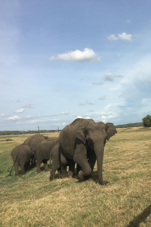 Polonnaruwa Sight Seeing Tour and Minneriya Elephant Safari - What $59 gets you, and what it does not