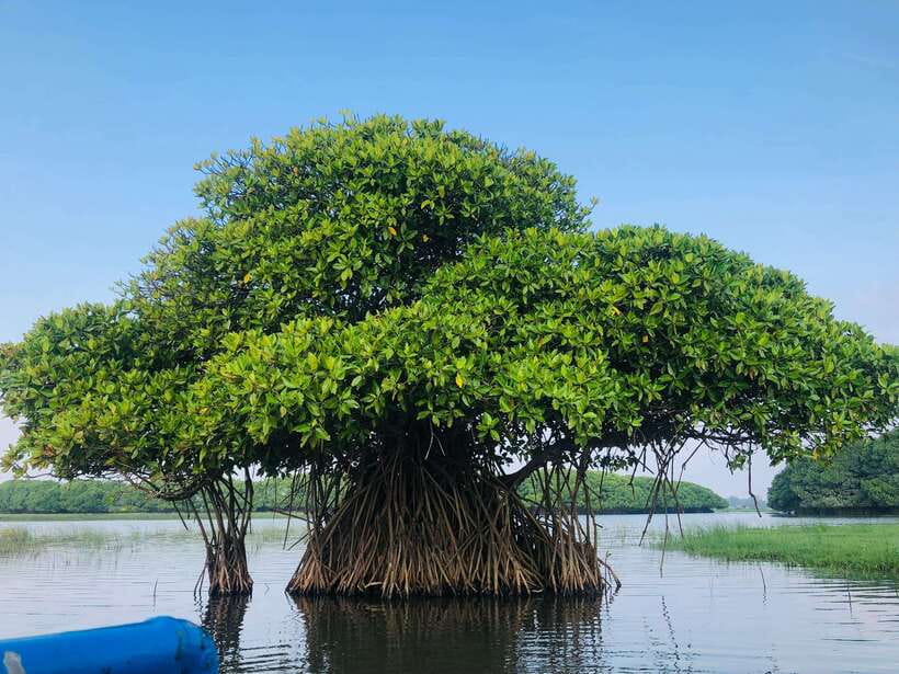 Pottuvil Lagoon Eco Tour : Mangrove Adventure in Arugam Bay - Why Pottuvil Lagoon deserves three hours