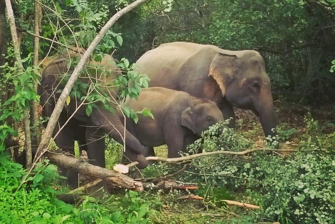 Private Dambulla Sigiriya Tour from Kandy with Lunch - Minneriya offers a strong elephant encounter