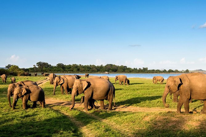 Private Day Tour from Colomb to Yala Safari (Leopard Safari Tour) - Key things to know before booking