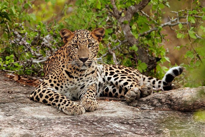 Private Day Tour from Colomb to Yala Safari (Leopard Safari Tour) - What the guide can add to the wildlife search