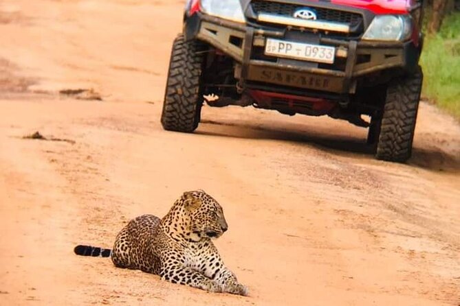 Private Day Tour from Colomb to Yala Safari (Leopard Safari Tour) - What the four-hour Yala safari offers