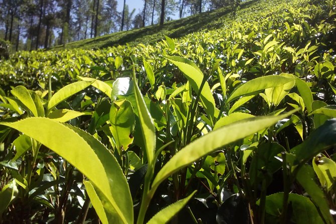 Private Day trip Kandy & pinnawala with your selected attractions - Why a private vehicle makes Kandy possible in one day