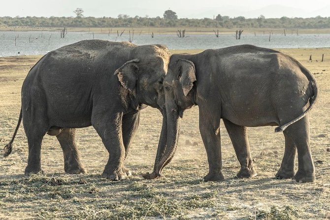 Private Day Trip to Pidurangala Rock & Jeep Safari From Colombo - Why this Colombo day trip is useful