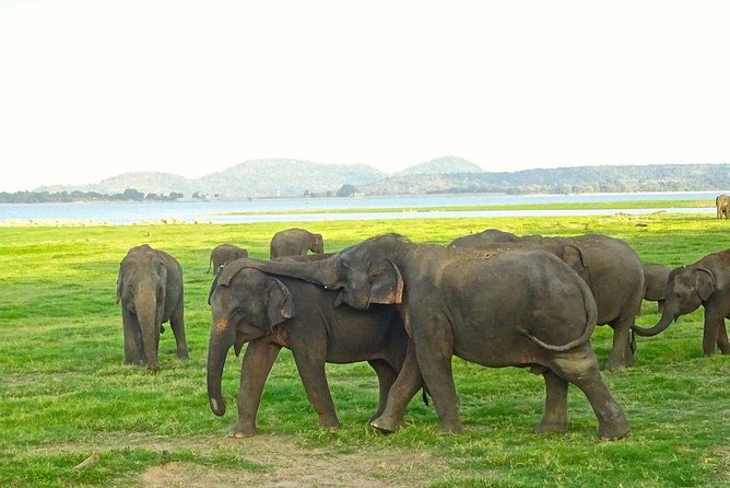 Private Day Trip to Pidurangala Rock & Jeep Safari From Colombo - A 15-minute pause at the Royal Cave Temple