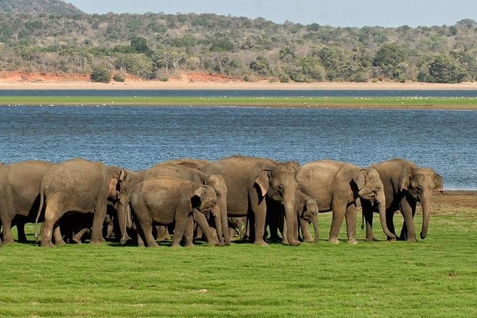 Private Day Trip to Pidurangala Rock & Jeep Safari From Colombo - Is $230 per person a fair price?