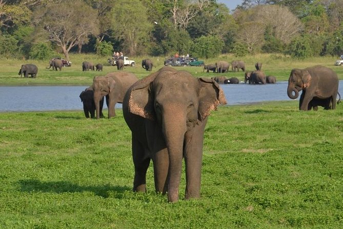 Private Day Trip to Pidurangala Rock & Jeep Safari From Colombo - Reaching Pidurangala Rock before the safari